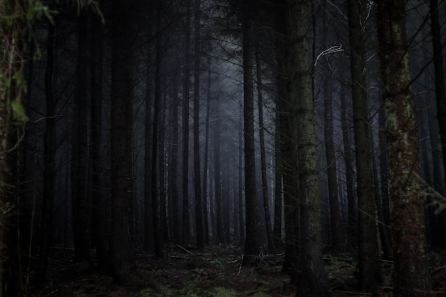 dark forest by Rosie Sun on Unsplash